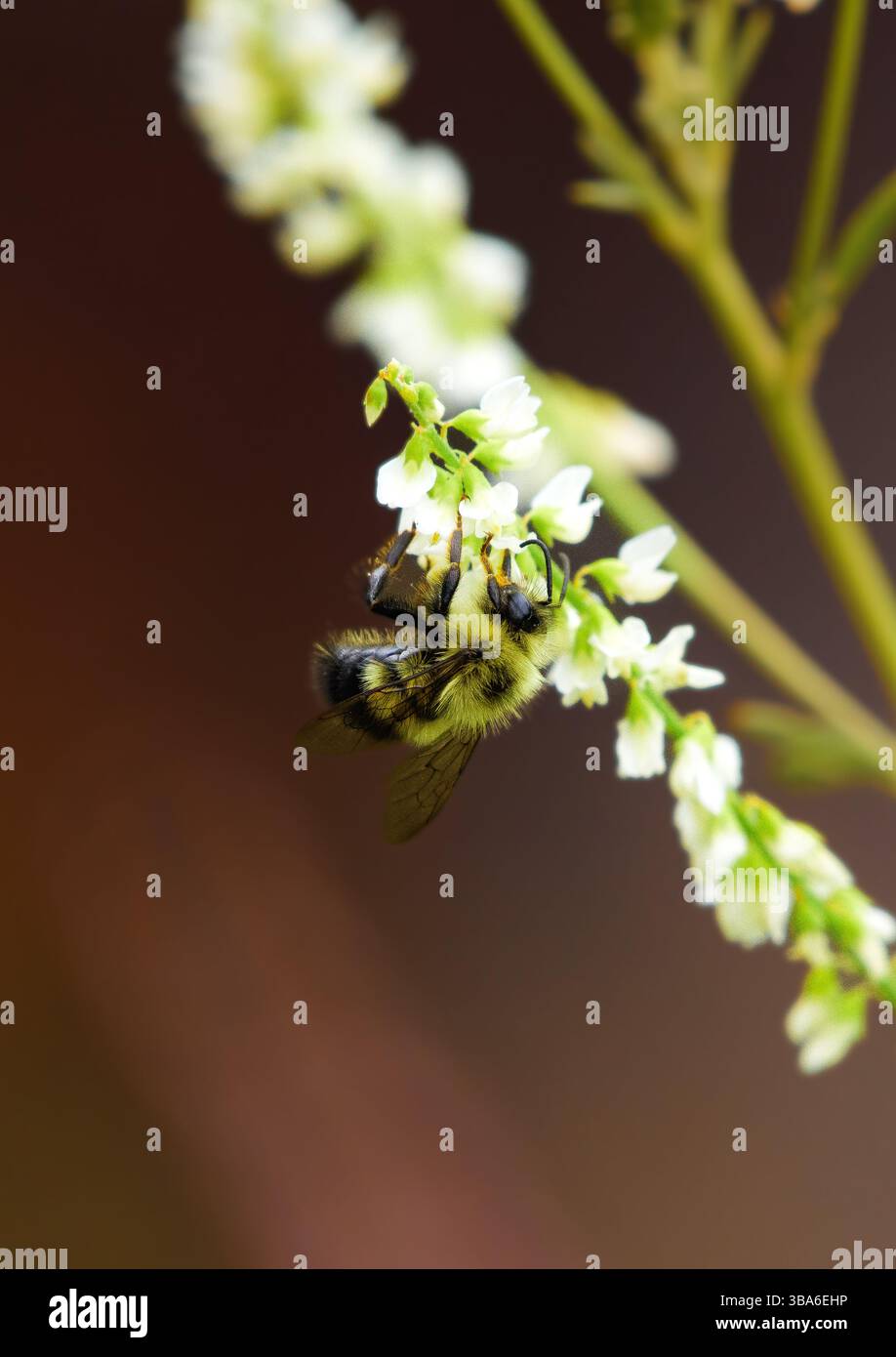 Bourdon au travail avec des fleurs sauvages Banque D'Images