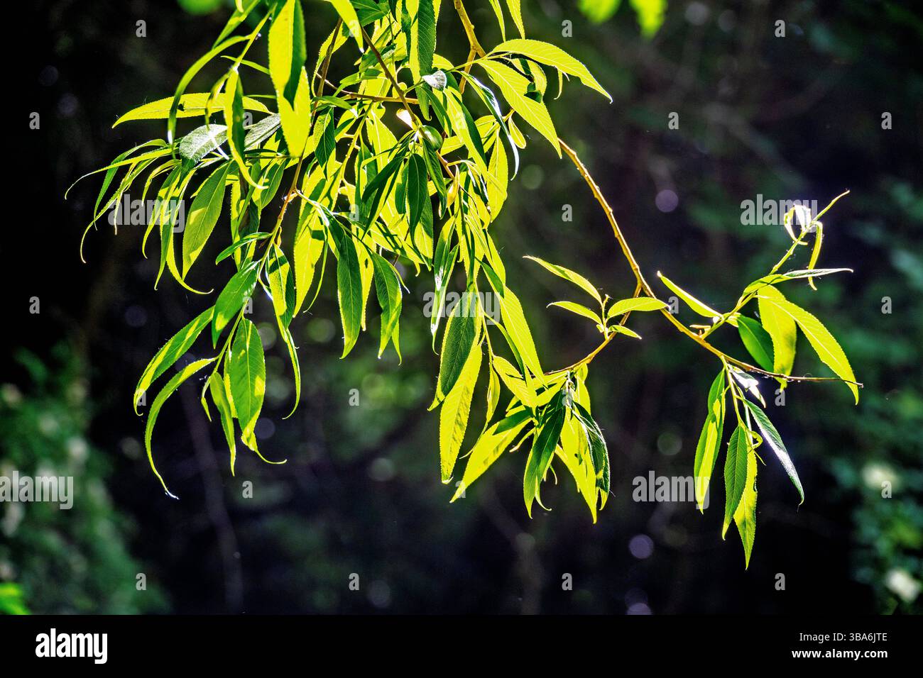 Feuilles de saule rétroéclairées au soleil. Banque D'Images