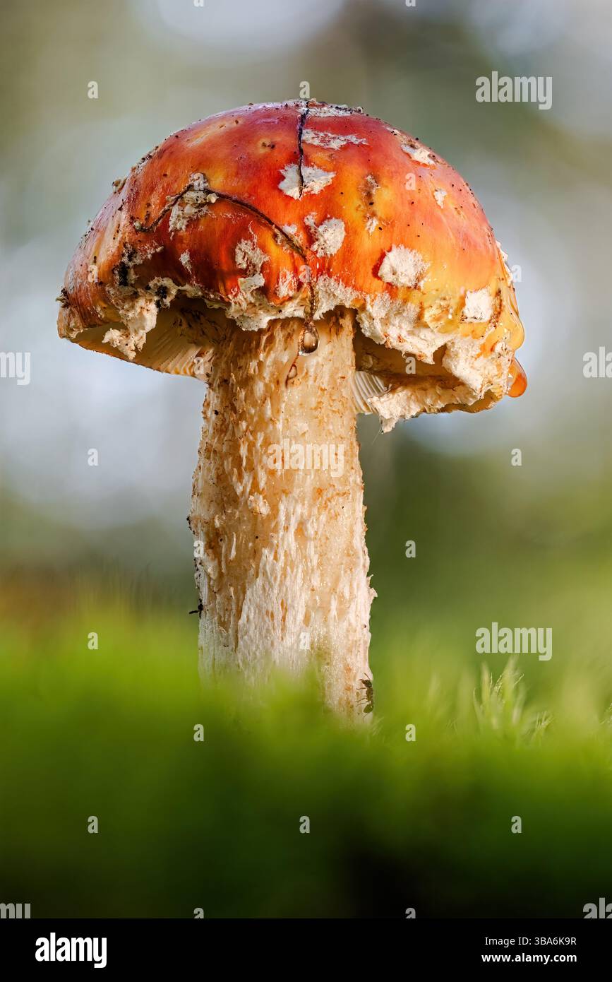 Mouche agarique champignon dans une forêt. Amanita muscaria, communément connu sous le nom de mouche agarique ou mouche amanita, est un champignon basidiomycète, l'un des nombreux dans le GE Banque D'Images