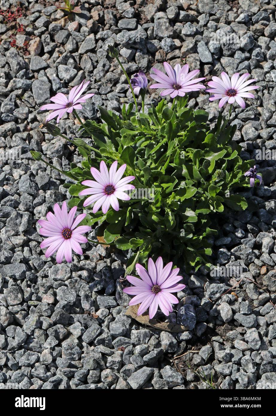 Marguerite africaine ou étoile du Veldt, Osteospermum 'Cannington Roy', Asteraceae. SYN. Dimorphotheca 'Cannington Roy'. Afrique du Sud. Banque D'Images Marguerite africaine ou étoile du Veldt, Osteospermum 'Cannington Roy', Asteraceae. SYN. Dimorphotheca 'Cannington Roy'. Afrique du Sud. Banque D'Images