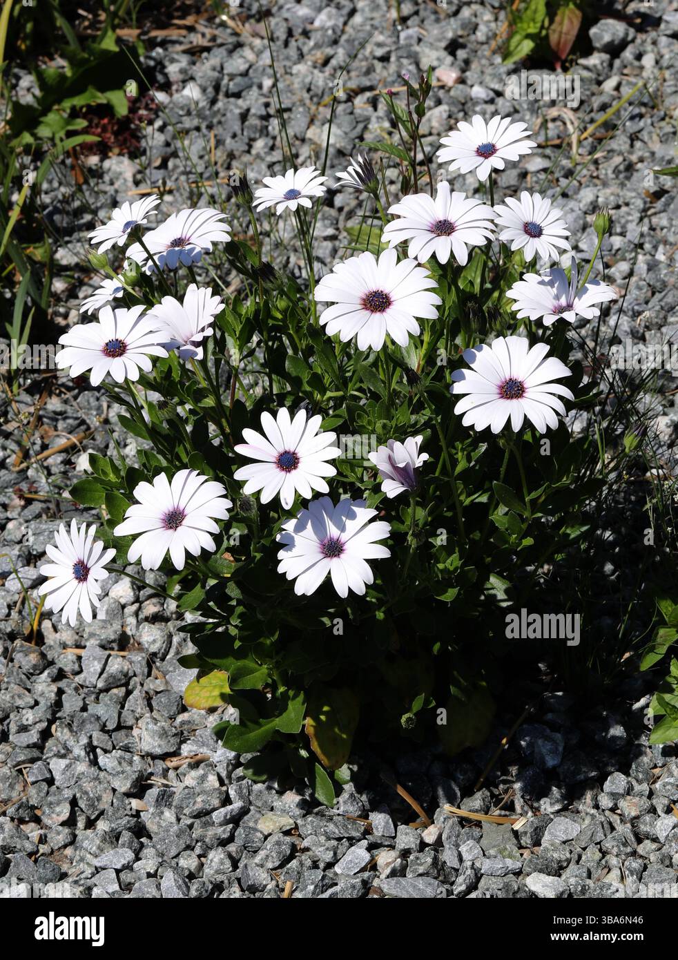Marguerite africaine ou étoile du Veldt, Osteospermum, Asteraceae. SYN. Dimorphothèque. Afrique du Sud. Un sous-arbuste persistant à 15cm de hauteur, avec obovate, Banque D'Images Marguerite africaine ou étoile du Veldt, Osteospermum, Asteraceae. SYN. Dimorphothèque. Afrique du Sud. Un sous-arbuste persistant à 15cm de hauteur, avec obovate, Banque D'Images