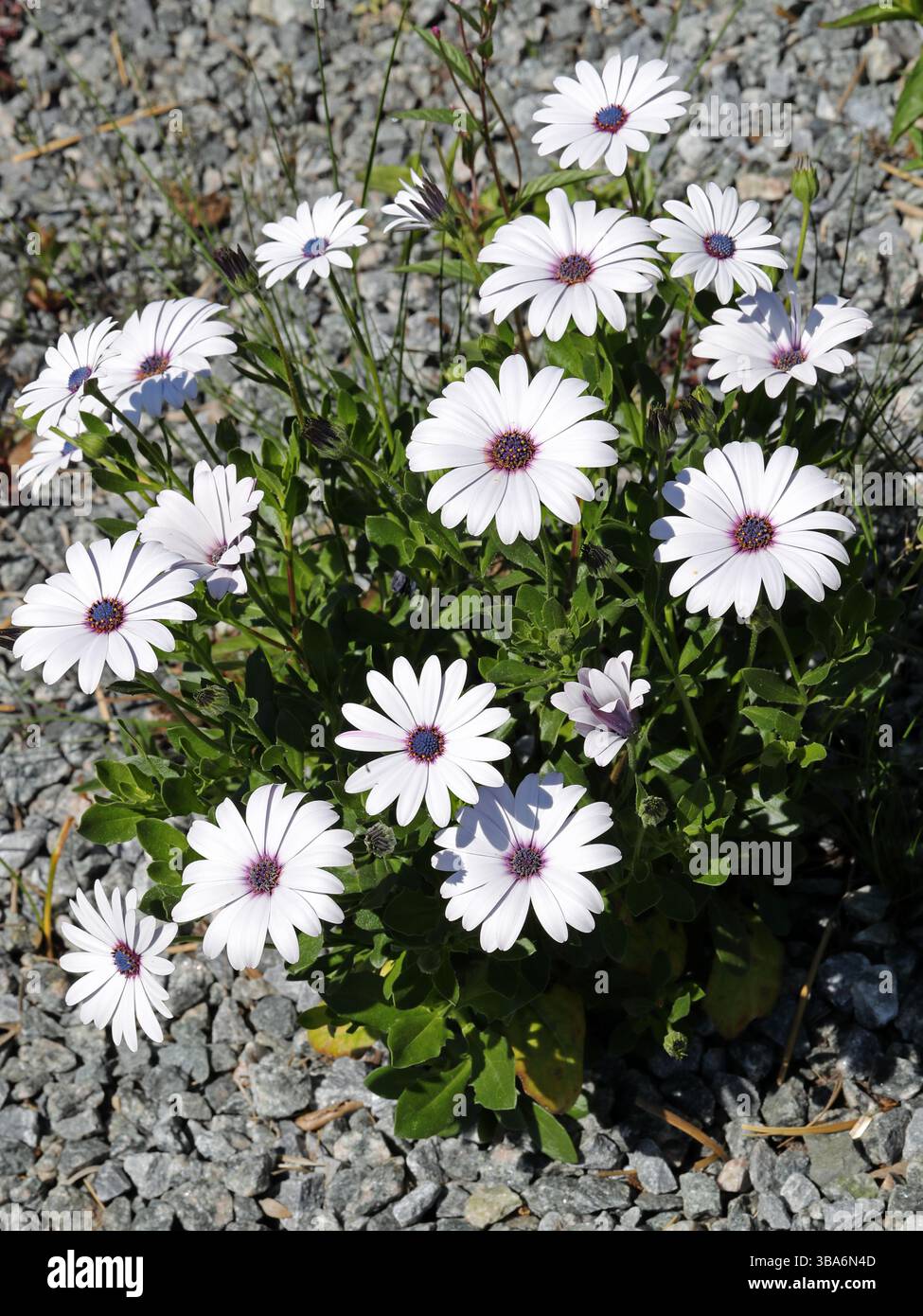 Marguerite africaine ou étoile du Veldt, Osteospermum, Asteraceae. SYN. Dimorphothèque. Afrique du Sud. Un sous-arbuste persistant à 15cm de hauteur, avec obovate, Banque D'Images Marguerite africaine ou étoile du Veldt, Osteospermum, Asteraceae. SYN. Dimorphothèque. Afrique du Sud. Un sous-arbuste persistant à 15cm de hauteur, avec obovate, Banque D'Images