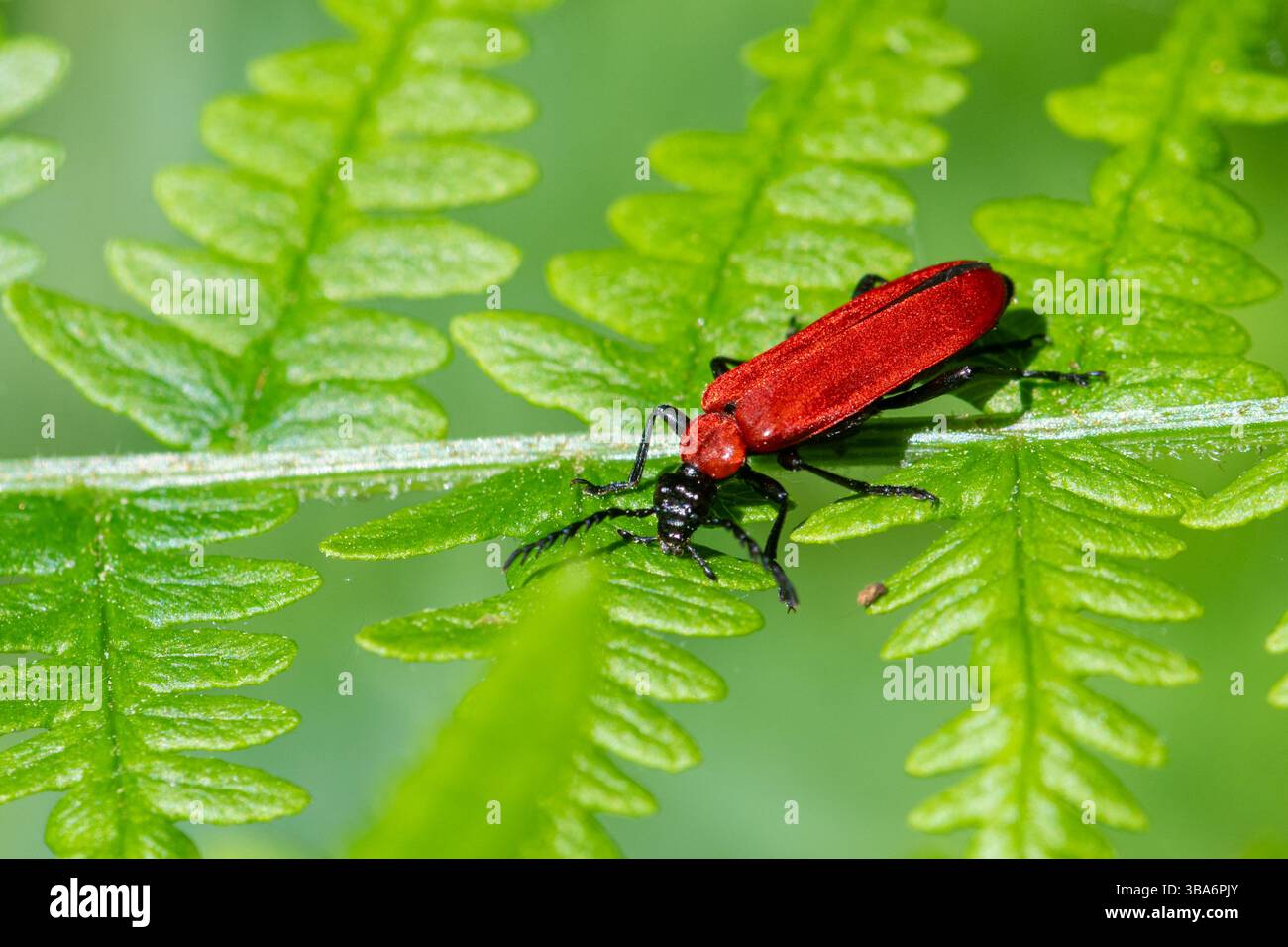 Cardinal Beetle à tête noire (Pyrochroa coccinea), un coléoptère rouge vif sur Bracken dans la clairière des bois pendant mai ou printemps Hampshire, Angleterre, Royaume-Uni Banque D'Images