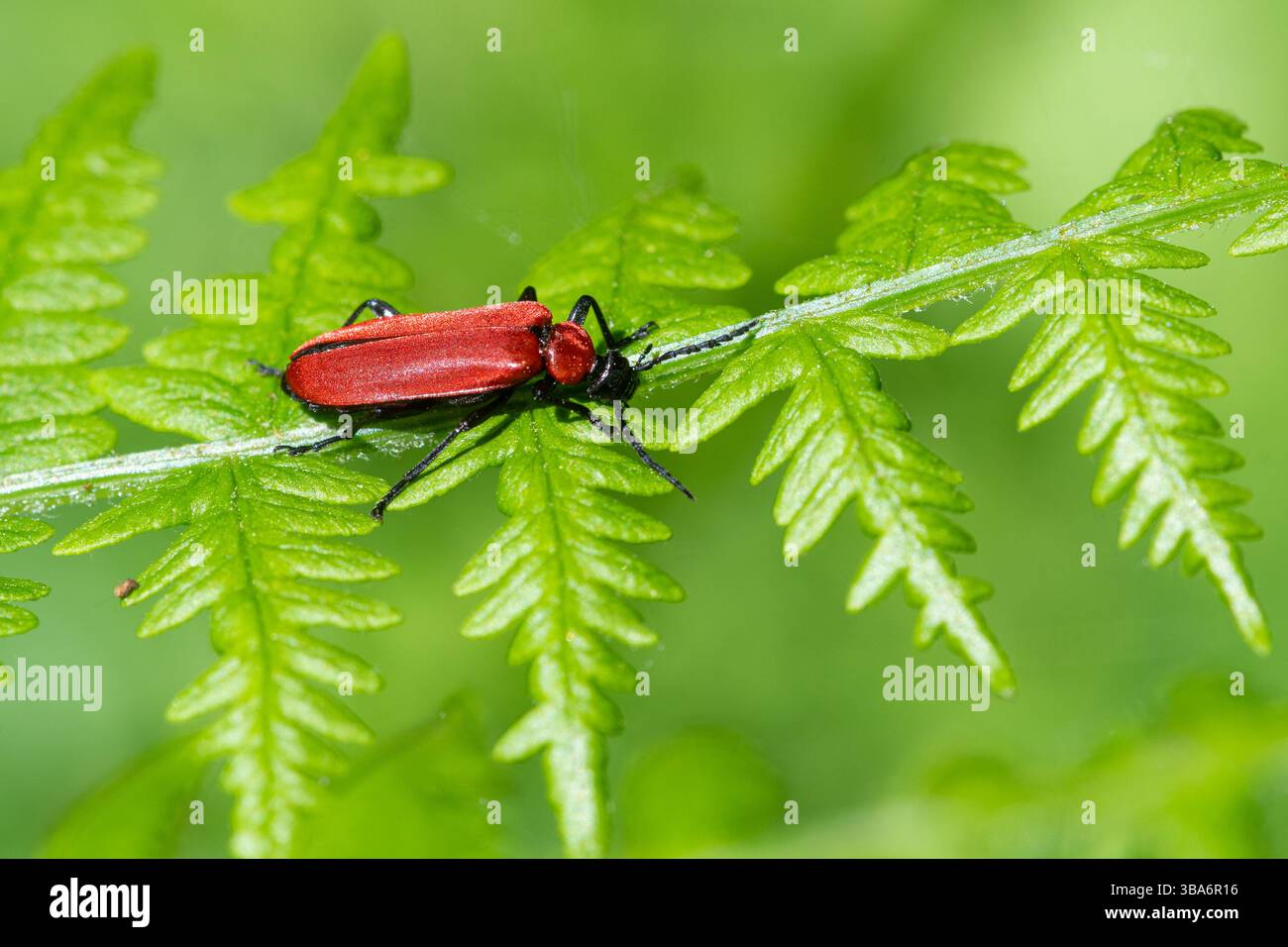 Cardinal Beetle à tête noire (Pyrochroa coccinea), un coléoptère rouge vif sur Bracken dans la clairière des bois pendant mai ou printemps Hampshire, Angleterre, Royaume-Uni Banque D'Images