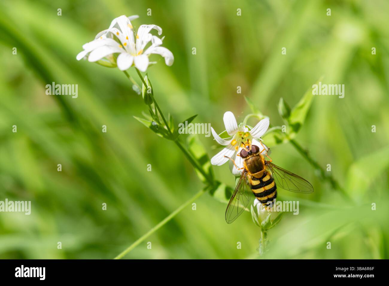 La mouche aérienne (Syrphus ribesii), une abeille imitant une espèce avec des rayures jaunes et noires, un insecte pollinisateur sur le cuckooflower en mai, Angleterre, Royaume-Uni Banque D'Images