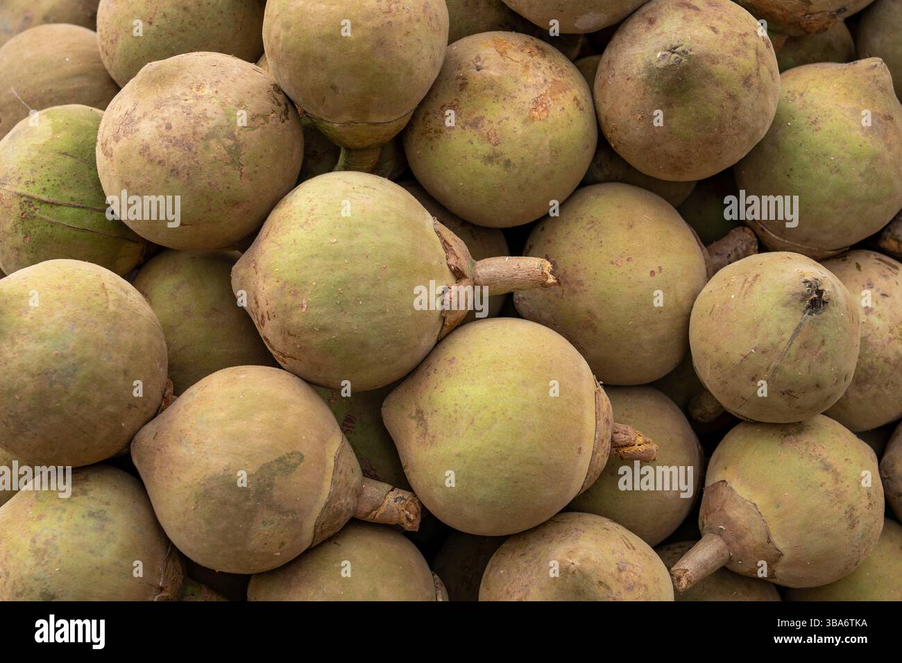 Sapote sud-américaine ou chupa-chupa, Quararibea cordata, à vendre dans la rue à Medellin, Colombie. Banque D'Images