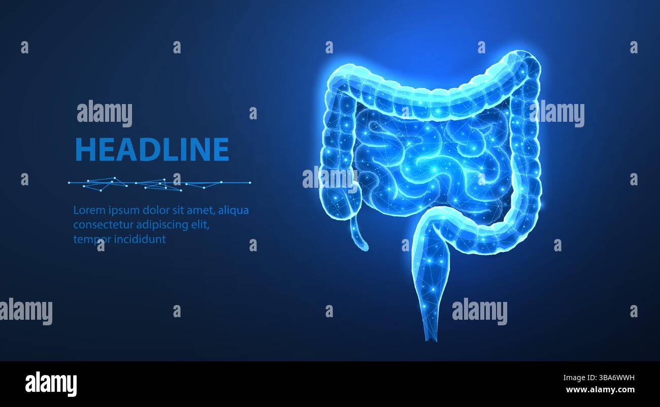 Intestins humains. Santé intestinale, maladies intestinales, tractus gastro-intestinal. Illustration de Vecteur