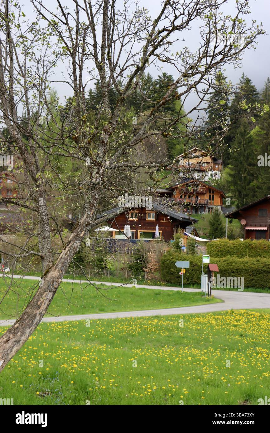 Chalets à flanc de montagne dans les montagnes au-dessous de Villars-sur-Ollon en Suisse, mai 2025 Banque D'Images