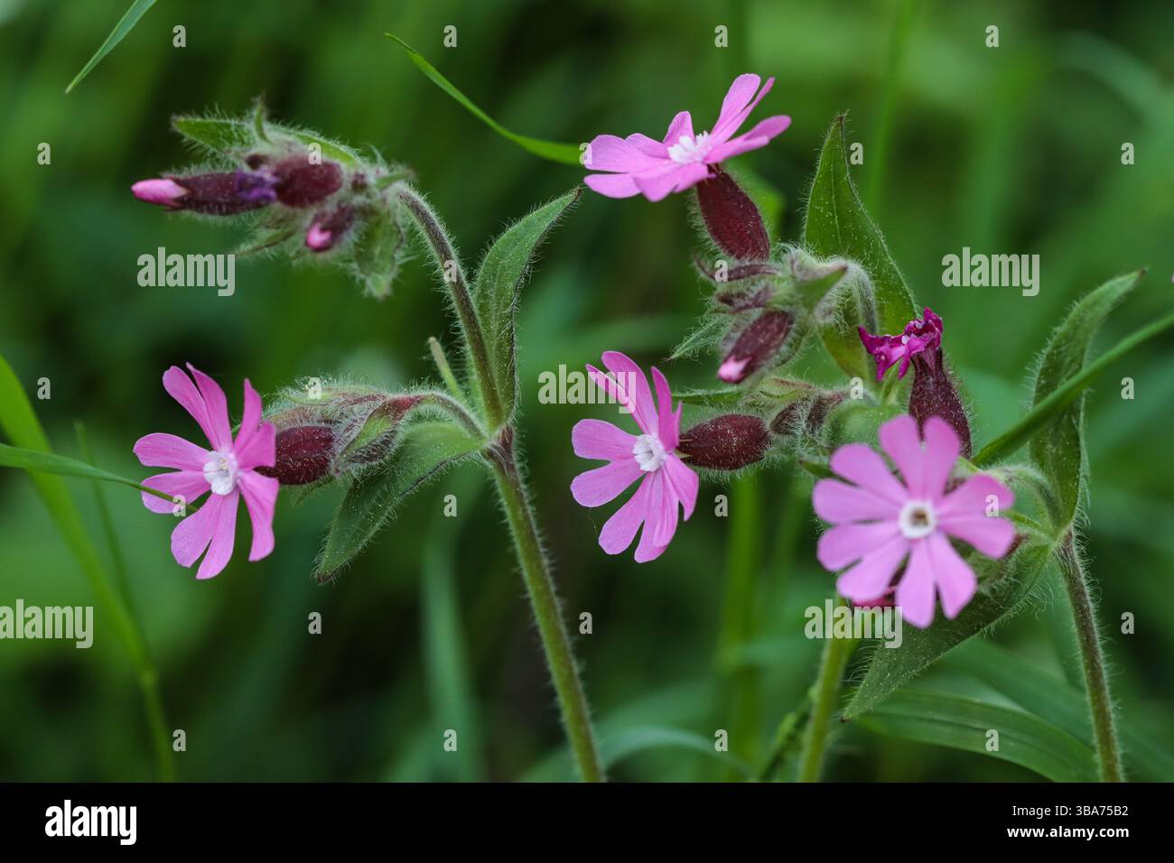 campion rouge (Silene dioica), fleur de coucou, fleur d'additionneur, Robin des bois Banque D'Images