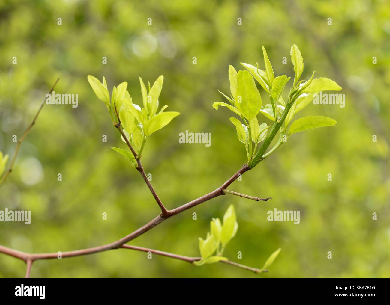 Gros plan des jeunes pousses de Ziziphus jujuba feuilles émergeant sur les branches au début du printemps, arbre ubtropical, pousses de feuillage printanier Banque D'Images