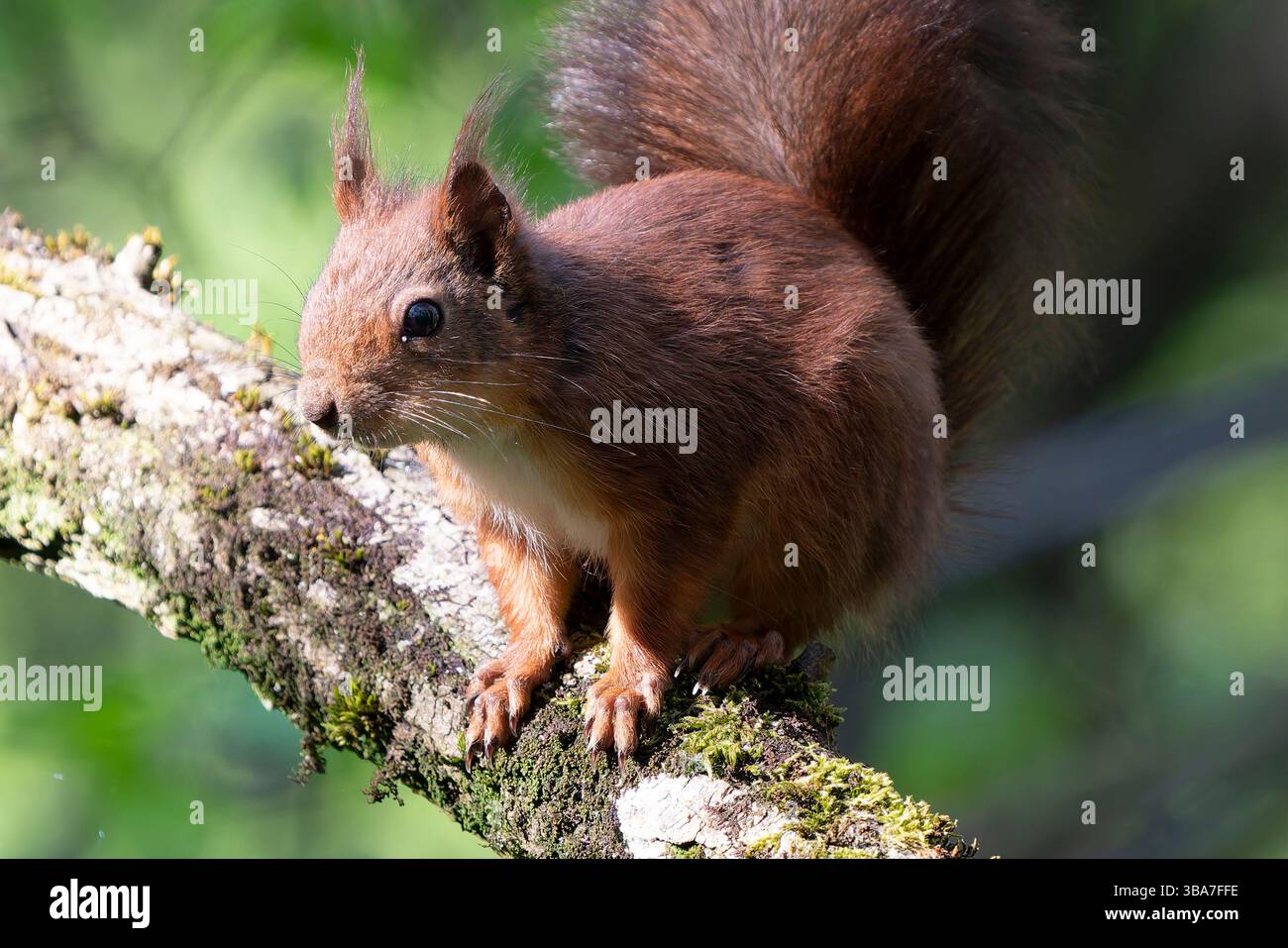 L'écureuil rouge s'accroupit sur une branche, ses griffes acérées saisissant le bois, sa queue pelucheuse et ses yeux bloqués devant lui, prêts à bondir ou à grimper. Banque D'Images