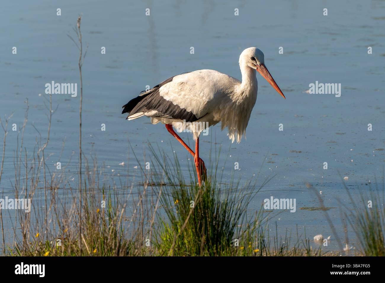 Une cigogne blanche se perche dans un marais, regardant à travers l'eau avec les ailes détendues et les jambes profondes dans les roseaux environnants. Banque D'Images