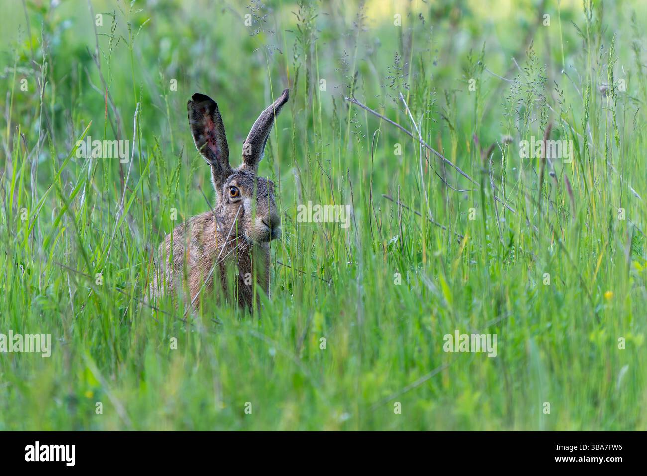 Un lièvre se tient haut dans l'herbe, les oreilles droites et vives, se mélangeant aux couleurs du pré tout en regardant ses environs. Banque D'Images