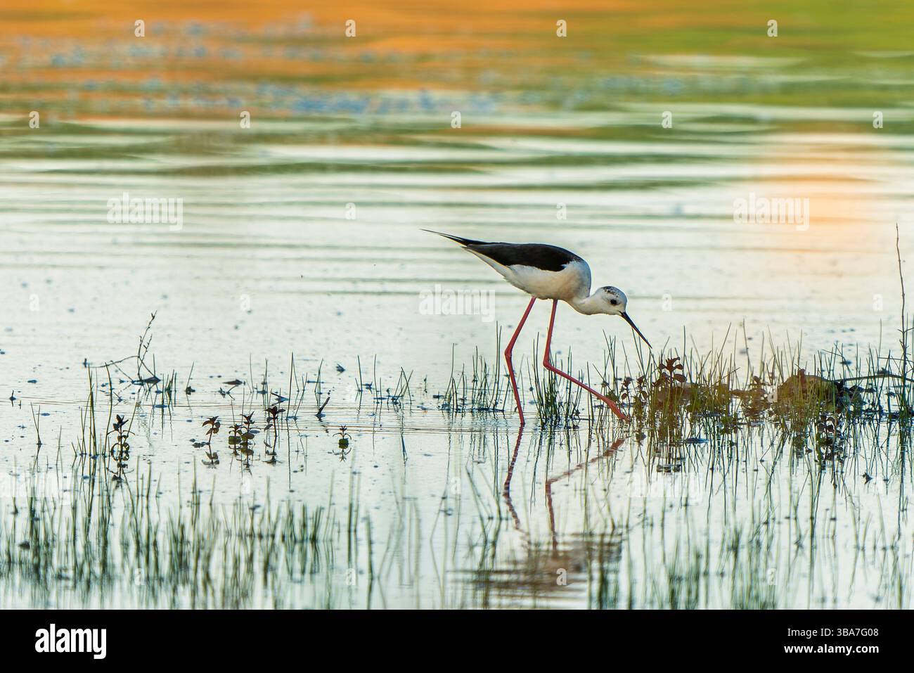 Un échaudage aux ailes noires marche dans des eaux peu profondes, ses longues pattes rouges visibles alors qu'il cherche de la nourriture près du bord du lac dans des conditions calmes. Banque D'Images
