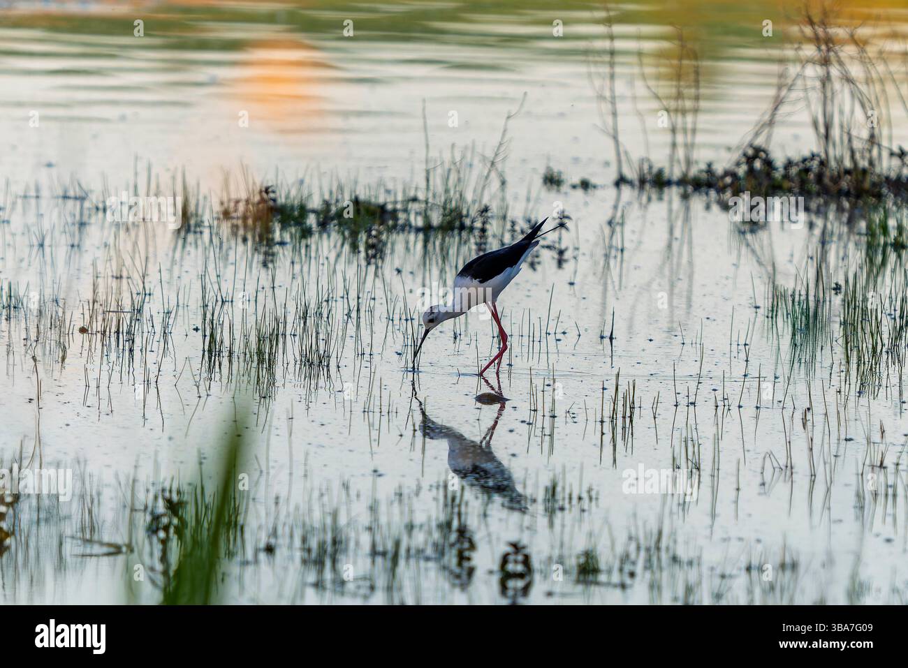 Les échasses aux ailes noires pataugent dans les eaux peu profondes, ses longues pattes rouges créent des ondulations lorsqu'il cherche de la nourriture dans la zone humide calme. Banque D'Images