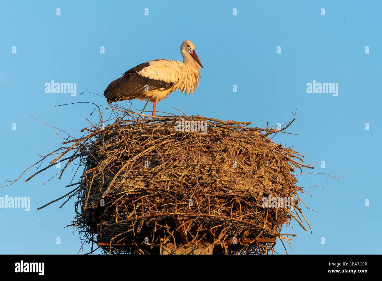 Cigogne blanche perchée dans un nid sur un grand arbre au lever du soleil, supervisant ses environs dans un paysage paisible. Banque D'Images