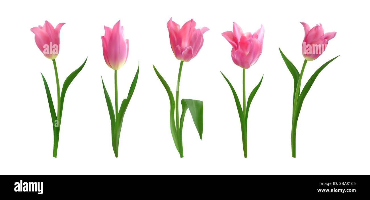 Ensemble de fleurs de tulipe isolées fraîches roses. Collection de tulipe isolée de printemps réaliste pour bouquets, arrangements floraux, invitations à la fête des mères Illustration de Vecteur
