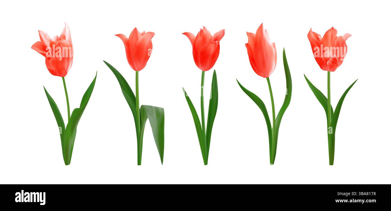 Fleurs de tulipes rouges réalistes. Ensemble de tulipes fraîches lumineuses de printemps isolées sur fond blanc. Parfait pour les bouquets, arrangements floraux, design de vacances Illustration de Vecteur