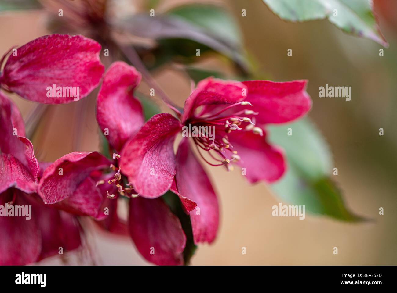 Maris floribunda, Crabapple à fleurs japonaises. Hinton Ampner, Hampshire, Royaume-Uni Banque D'Images