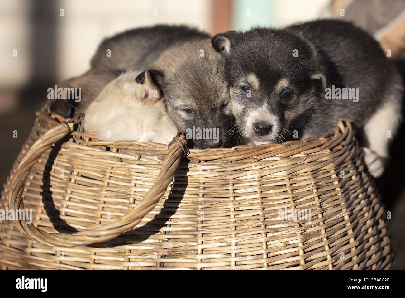 Mignons chiots moelleux assis dans un panier en osier Banque D'Images