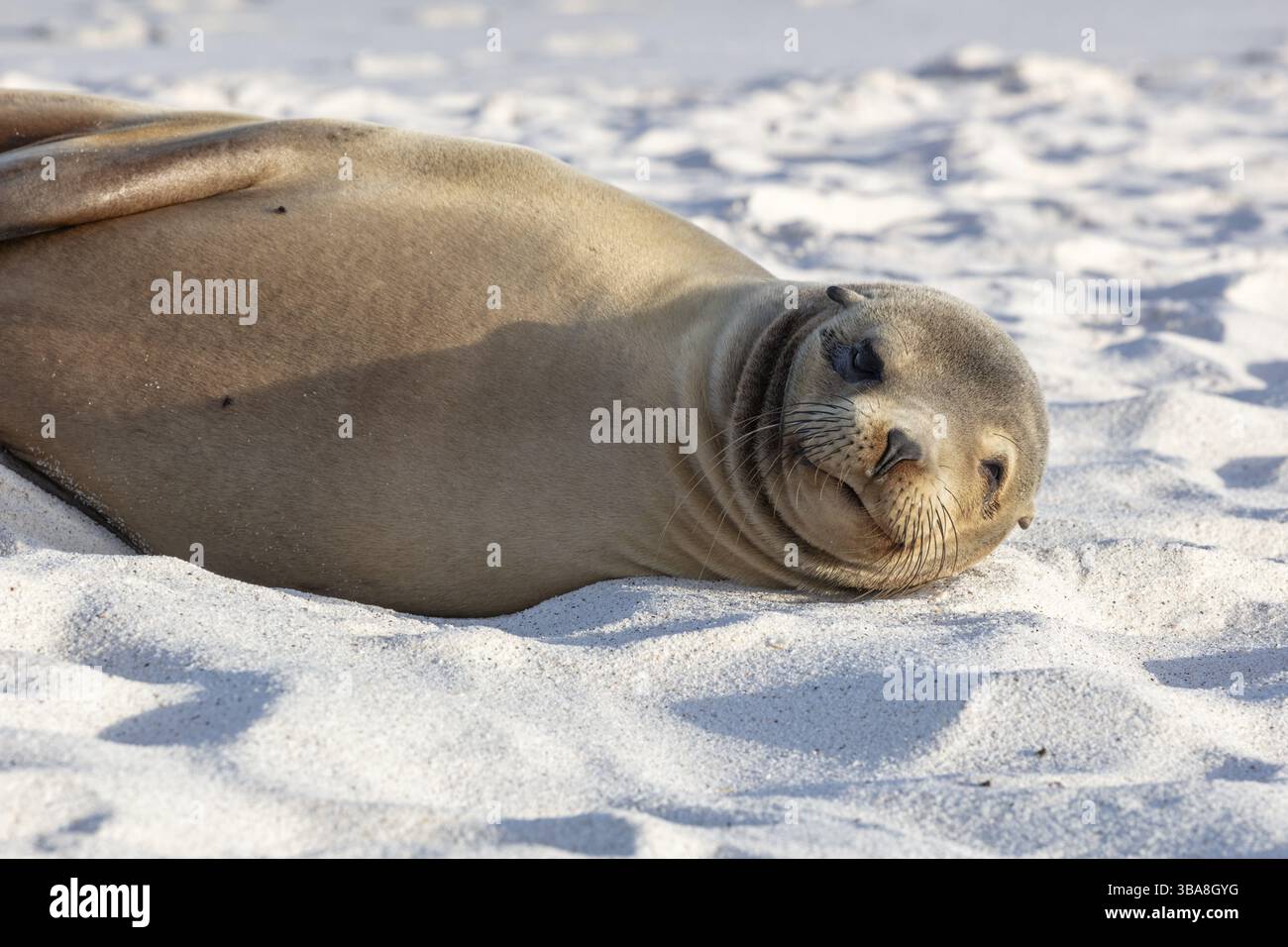Otaries (Zalophus wollebaeki), Galapagos, Équateur, Amérique du Sud Banque D'Images