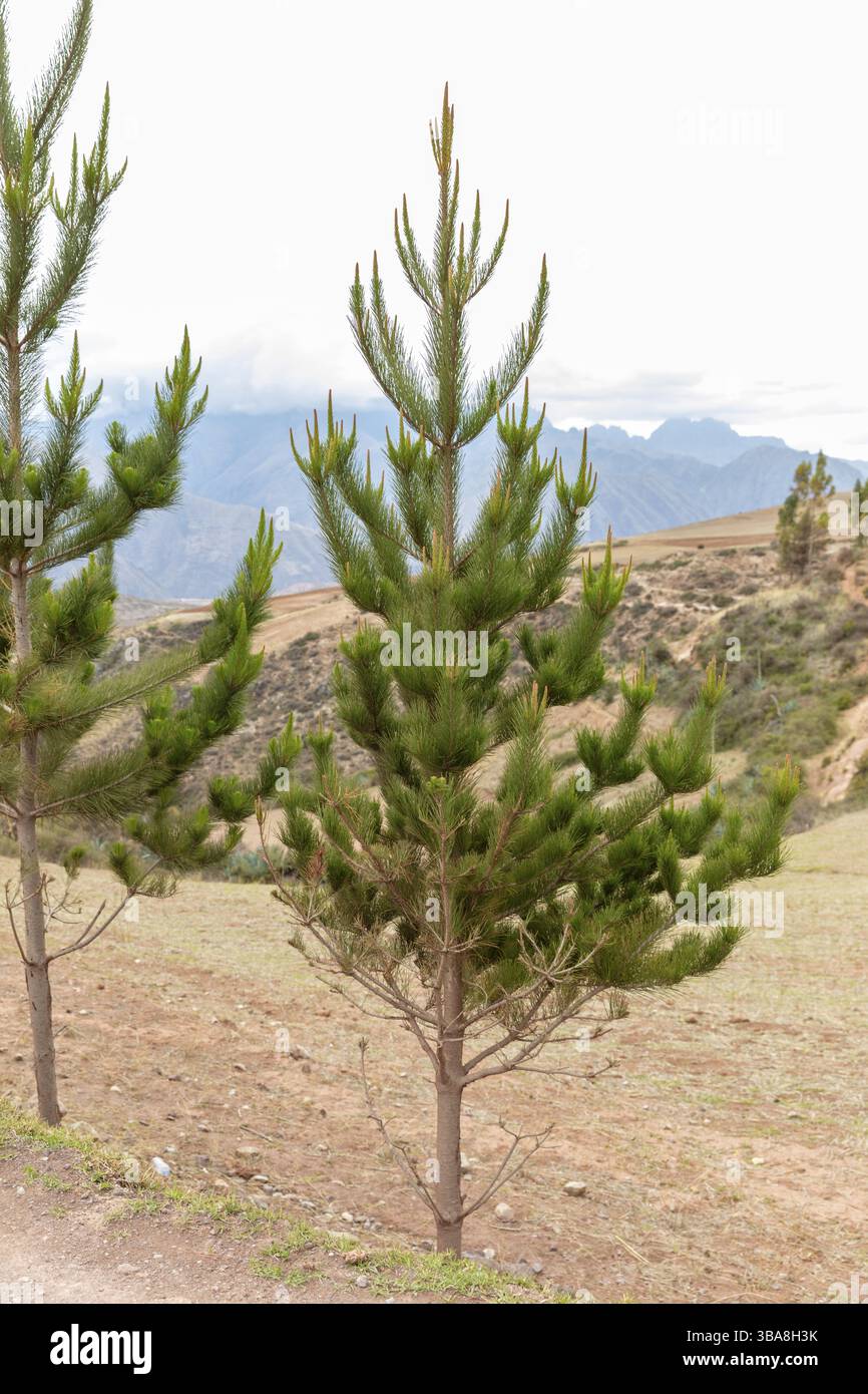 PIN noir (Pinus nigra), Vallée sacrée, Pérou, Amérique du Sud Banque D'Images PIN noir (Pinus nigra), Vallée sacrée, Pérou, Amérique du Sud Banque D'Images