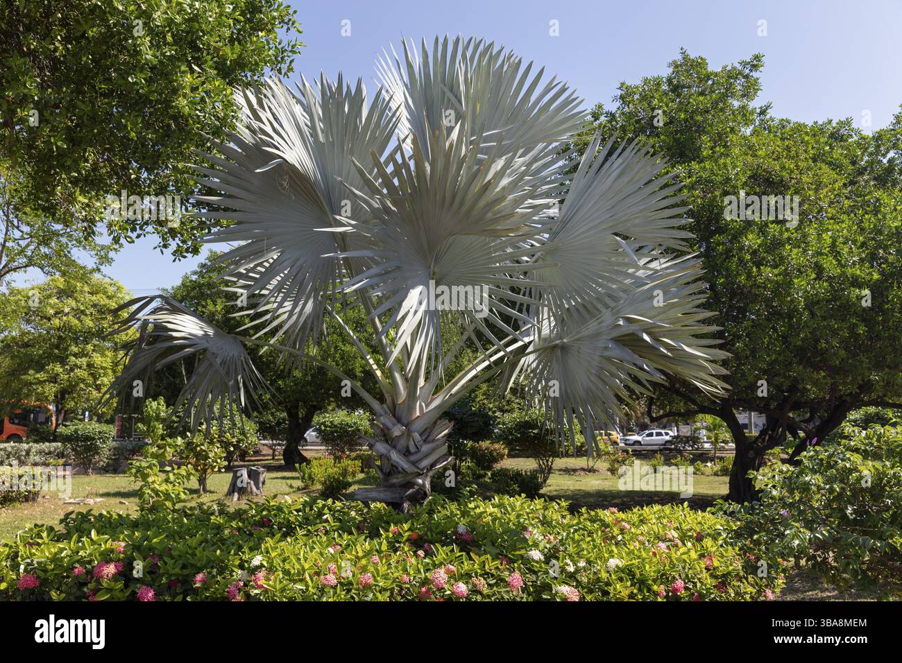 Palmier Bismarck (Bismarckia nobilis), Carthagène, Colombie, Amérique du Sud Banque D'Images Palmier Bismarck (Bismarckia nobilis), Carthagène, Colombie, Amérique du Sud Banque D'Images