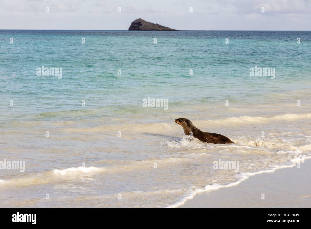 Lion de mer (Zalophus wollebaeki), Galapagos, Équateur, Amérique du Sud Banque D'Images
