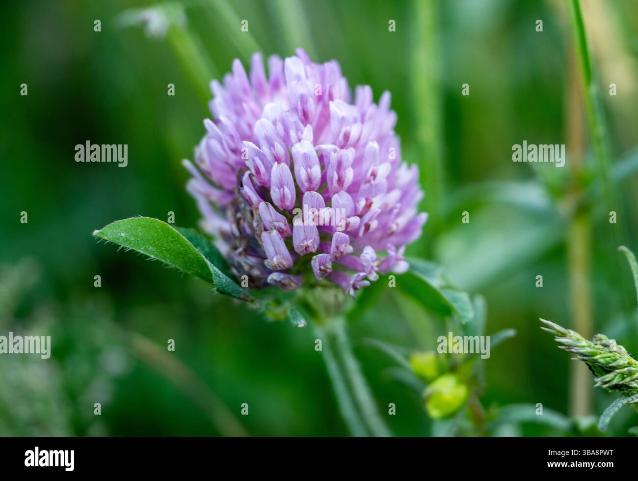 Gros plan de Red Clover Bloom dans le parc national Acadia Banque D'Images