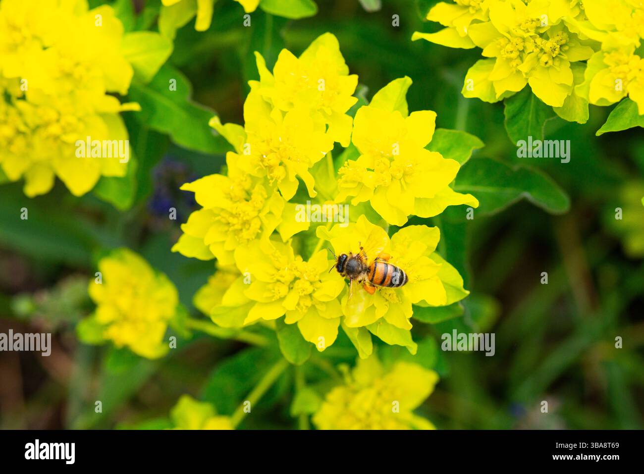 Une abeille à miel (Apis mellifera) sur les fleurs d'une éperon de coussin (Euphorbia epithymoides) Banque D'Images
