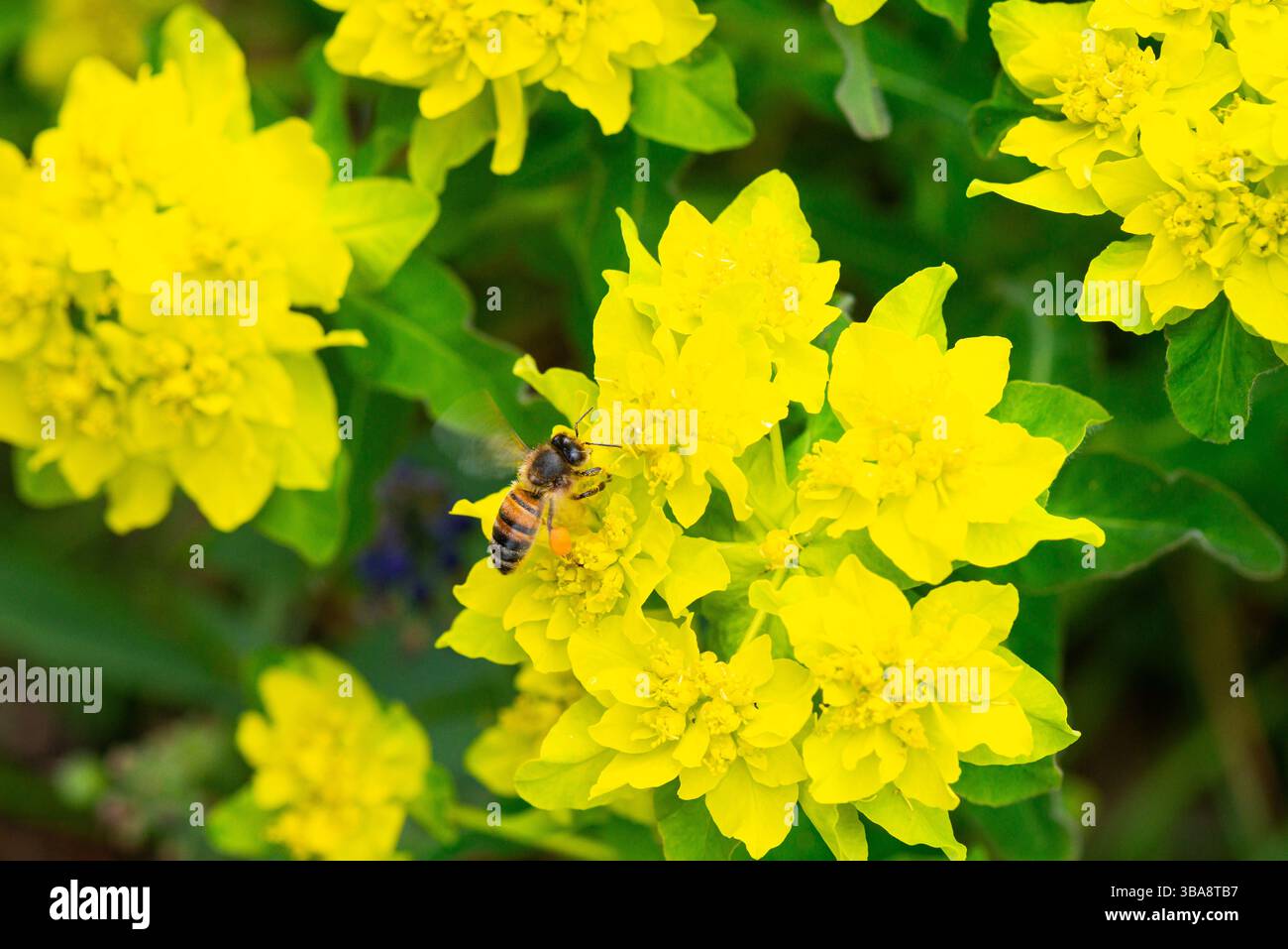 Une abeille à miel (Apis mellifera) sur les fleurs d'une éperon de coussin (Euphorbia epithymoides) Banque D'Images