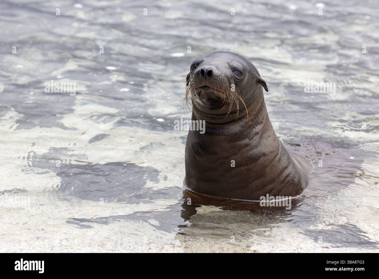 Otaries (Zalophus wollebaeki), Galapagos, Équateur, Amérique du Sud Banque D'Images