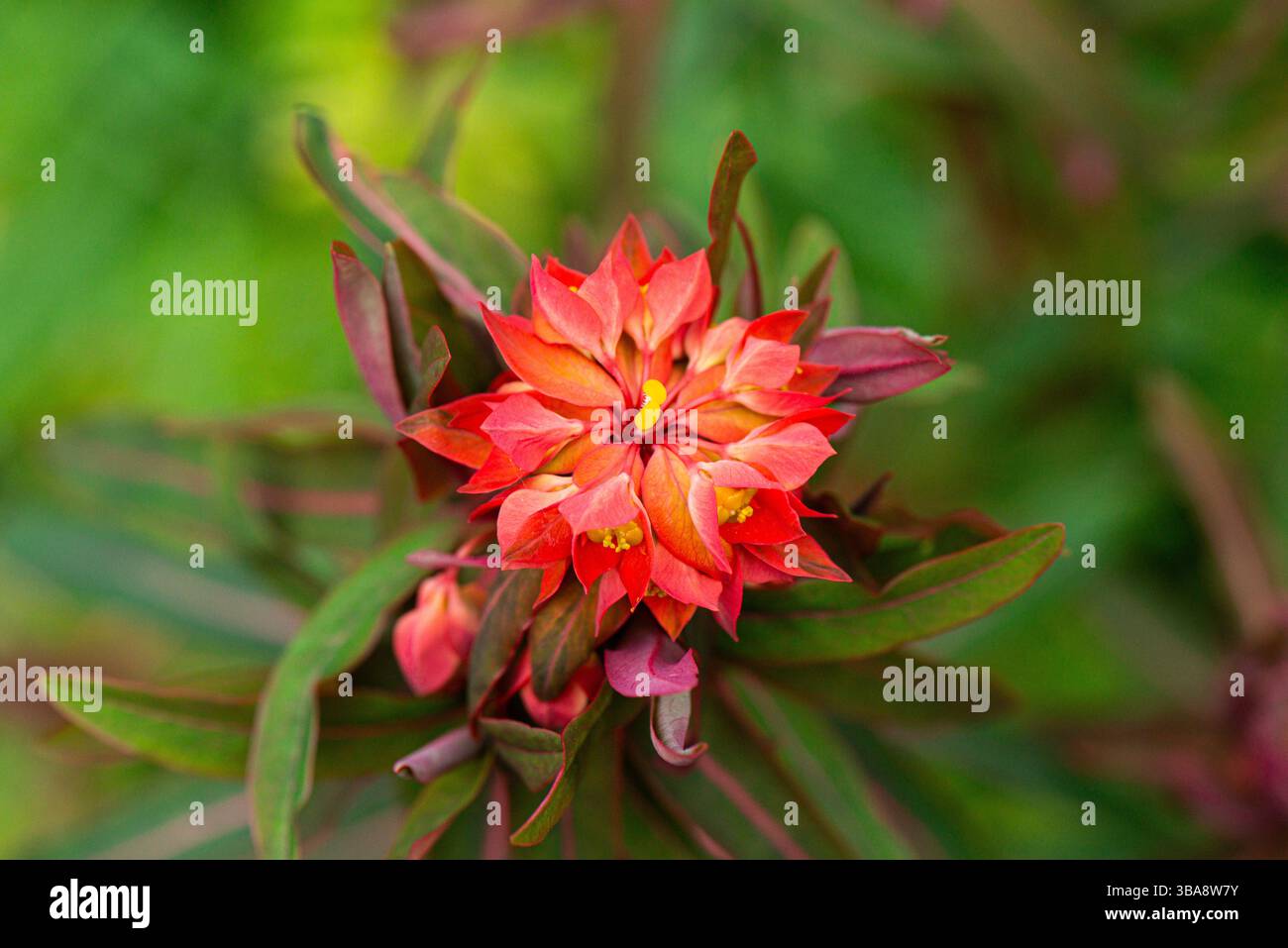 La tête de fleur de l'éperon 'Fireglow' (Euphorbia griffithii 'Fireglow') Banque D'Images