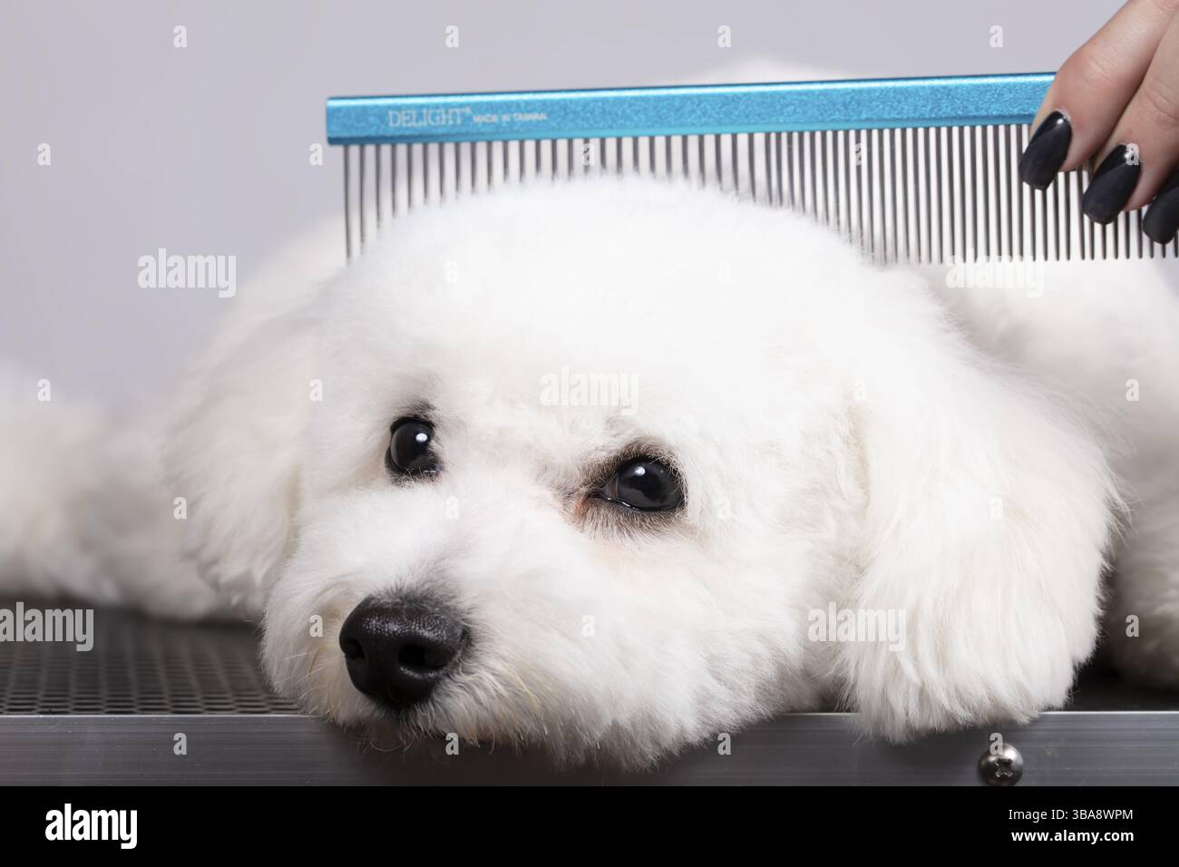 Le chien est tondu dans le salon pour prendre soin des surfaces des animaux. Gros plan d'un chien bichon avec un peigne. Concept de tondeuse Banque D'Images