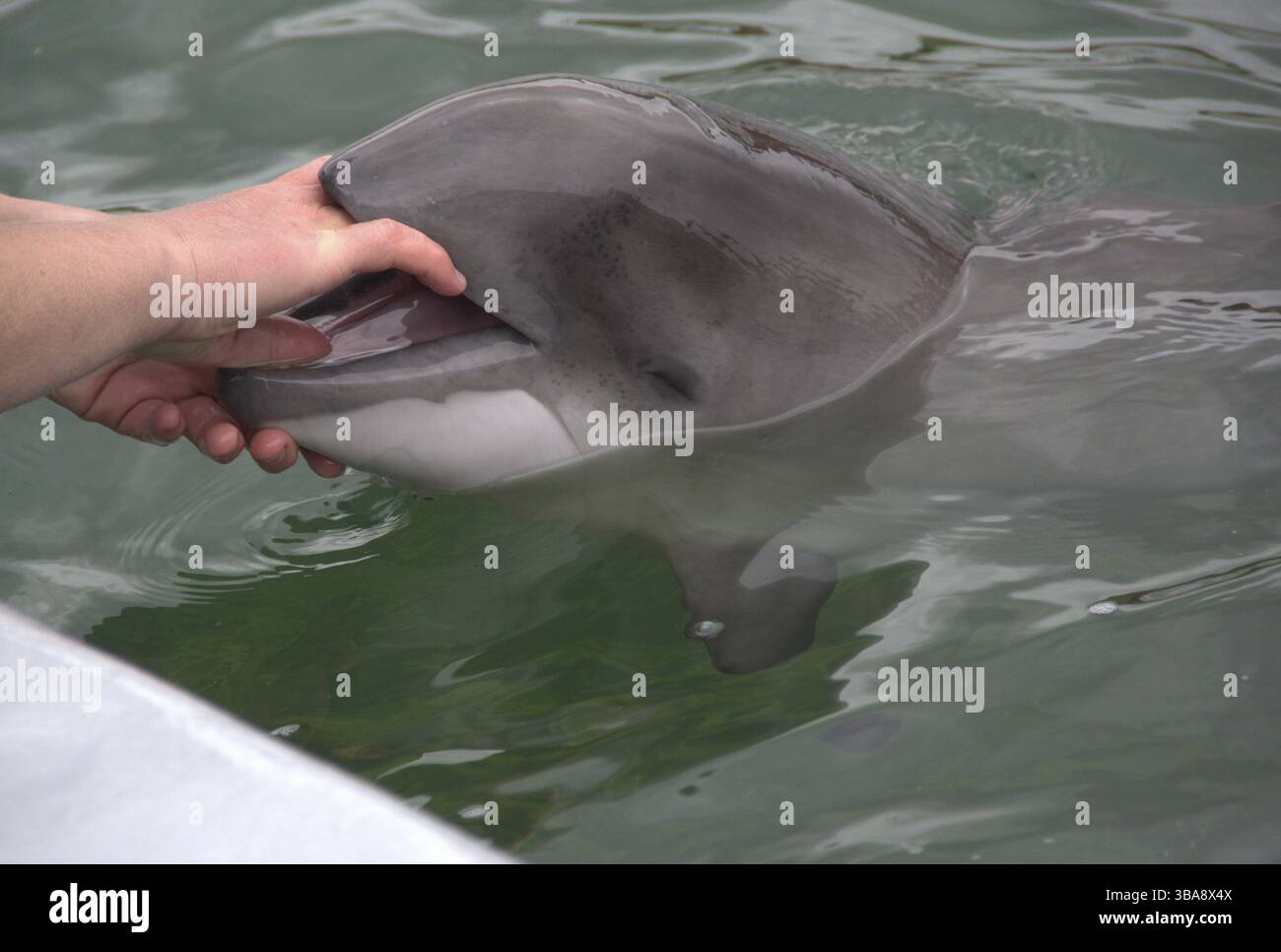 Dolphin ouvre la gueule aux Pays-Bas Banque D'Images