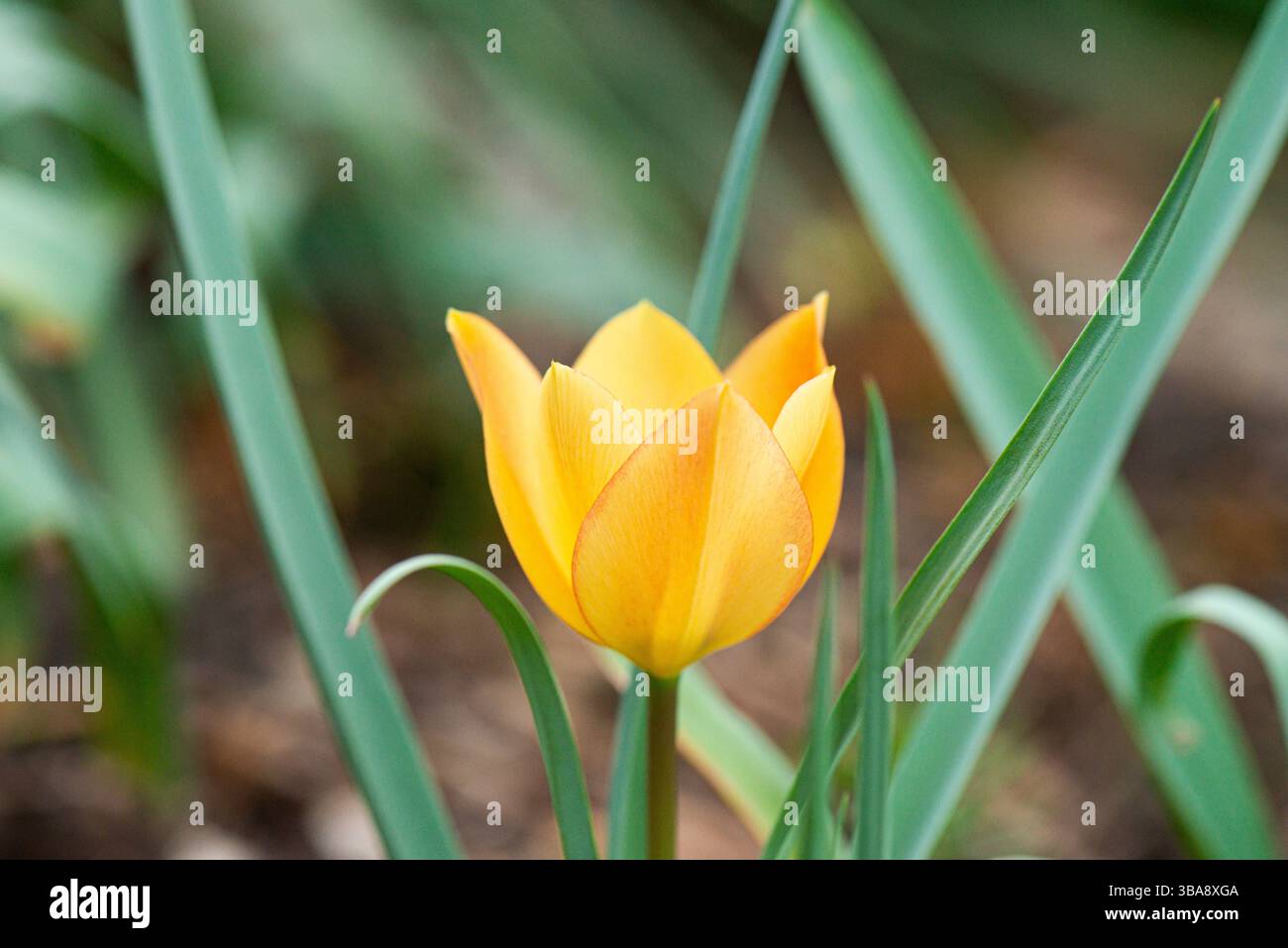 Une petite fleur de tulipe orange Banque D'Images