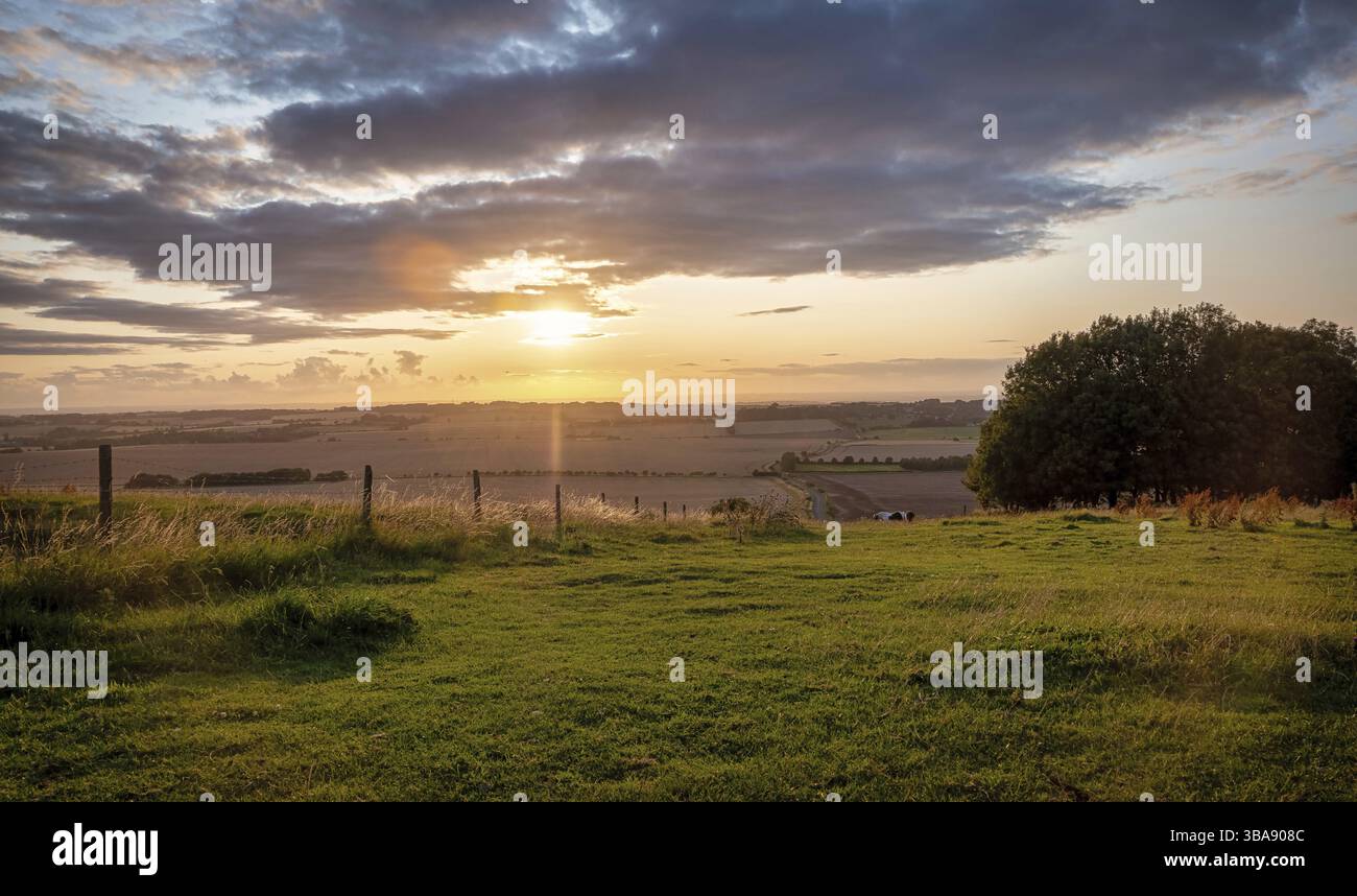 Le pâturage des chevaux dans un paysage rural sous le soleil chaud avec bleu jaune et orange de l'herbe de pâturage et arbres en vue tendue avesbury fra Banque D'Images