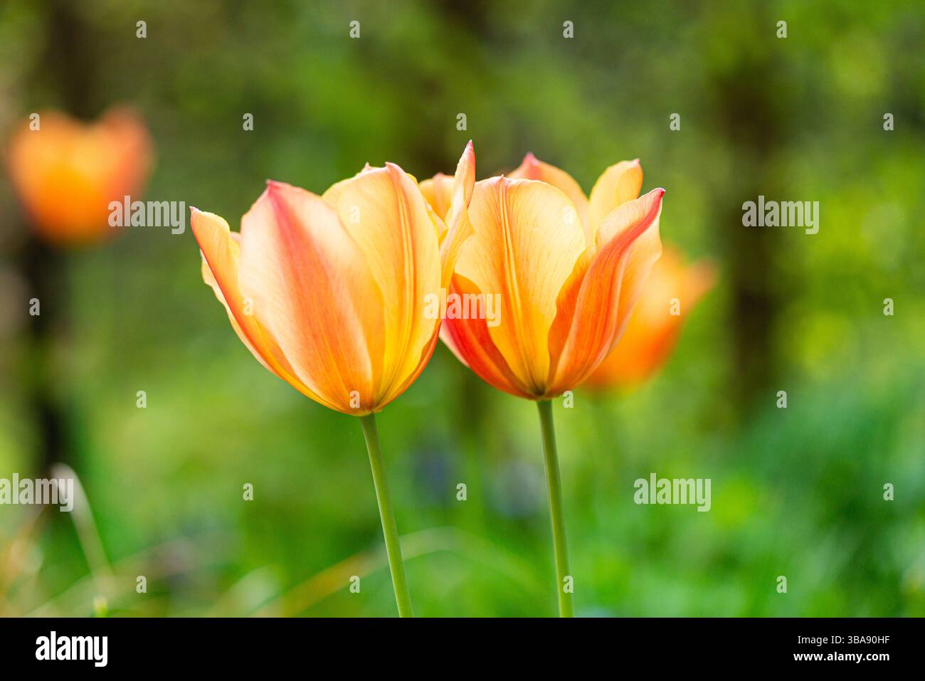 Fleurs de tulipe Orange Banque D'Images
