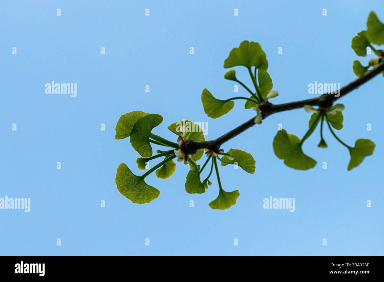 Jeunes feuilles d'un ginkgo biloba au printemps Banque D'Images