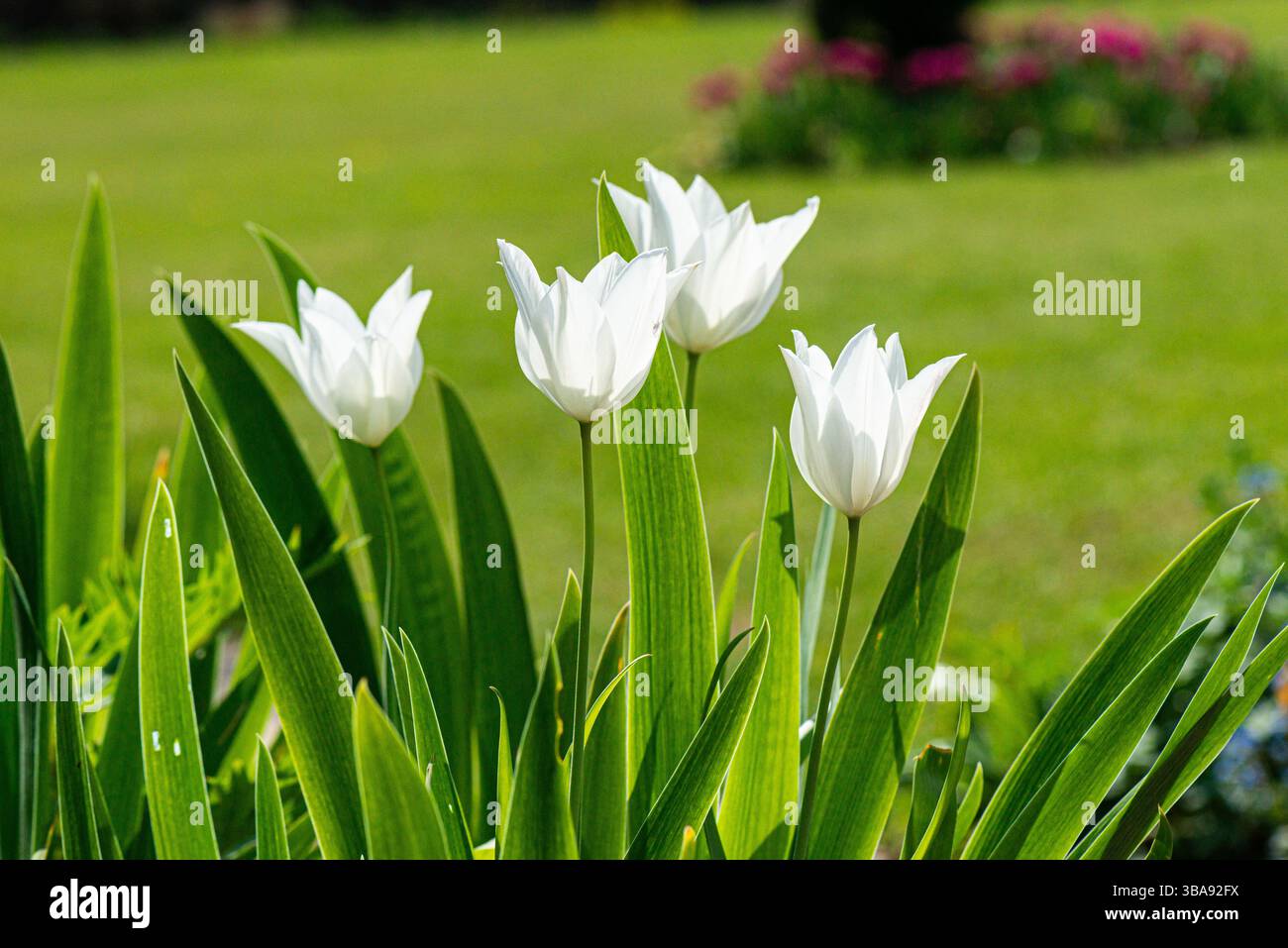 Fleurs de tulipe blanche Banque D'Images