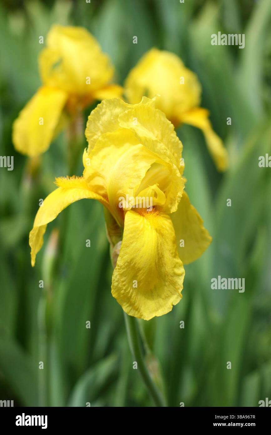Iris 'Saint Crispin', un grand iris barbu fleurissant à la fin du printemps. ROYAUME-UNI Banque D'Images