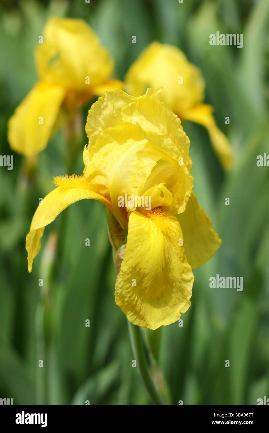 Iris 'Saint Crispin', un grand iris barbu fleurissant à la fin du printemps. ROYAUME-UNI Banque D'Images