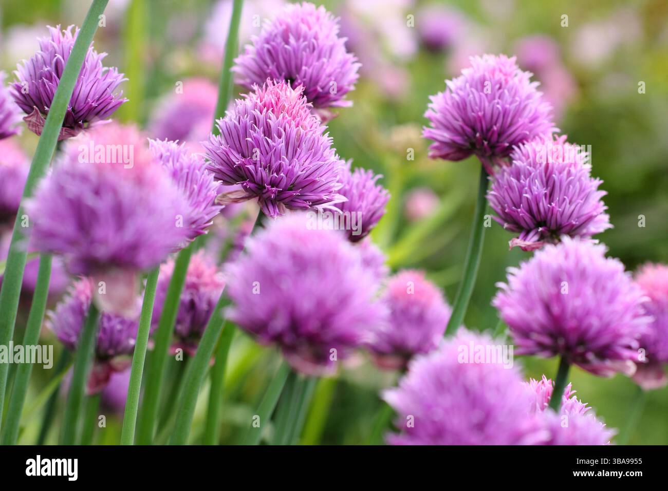 Allium schoenoprasum. Ciboulette, une herbe culinaire, fleurs dans une bordure de jardin de printemps tardif. ROYAUME-UNI Banque D'Images