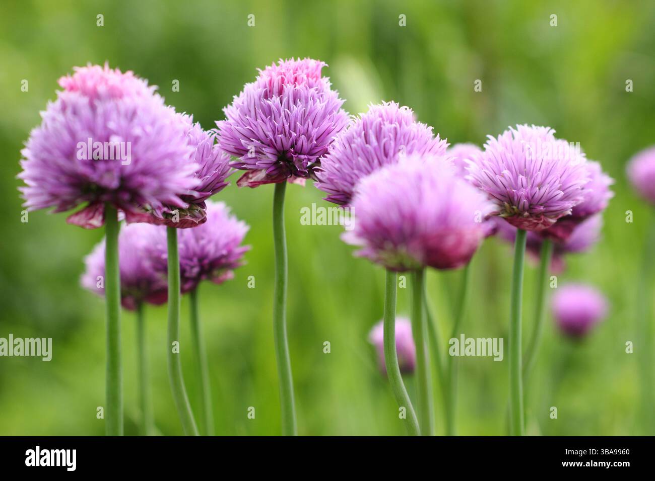 Allium schoenoprasum. Ciboulette, une herbe culinaire, fleurs dans une bordure de jardin de printemps tardif. ROYAUME-UNI Banque D'Images