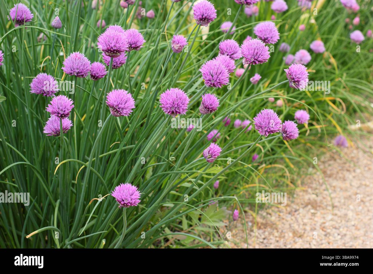 Allium schoenoprasum. Ciboulette, une herbe culinaire, fleurs dans une bordure de jardin de printemps tardif. ROYAUME-UNI Banque D'Images