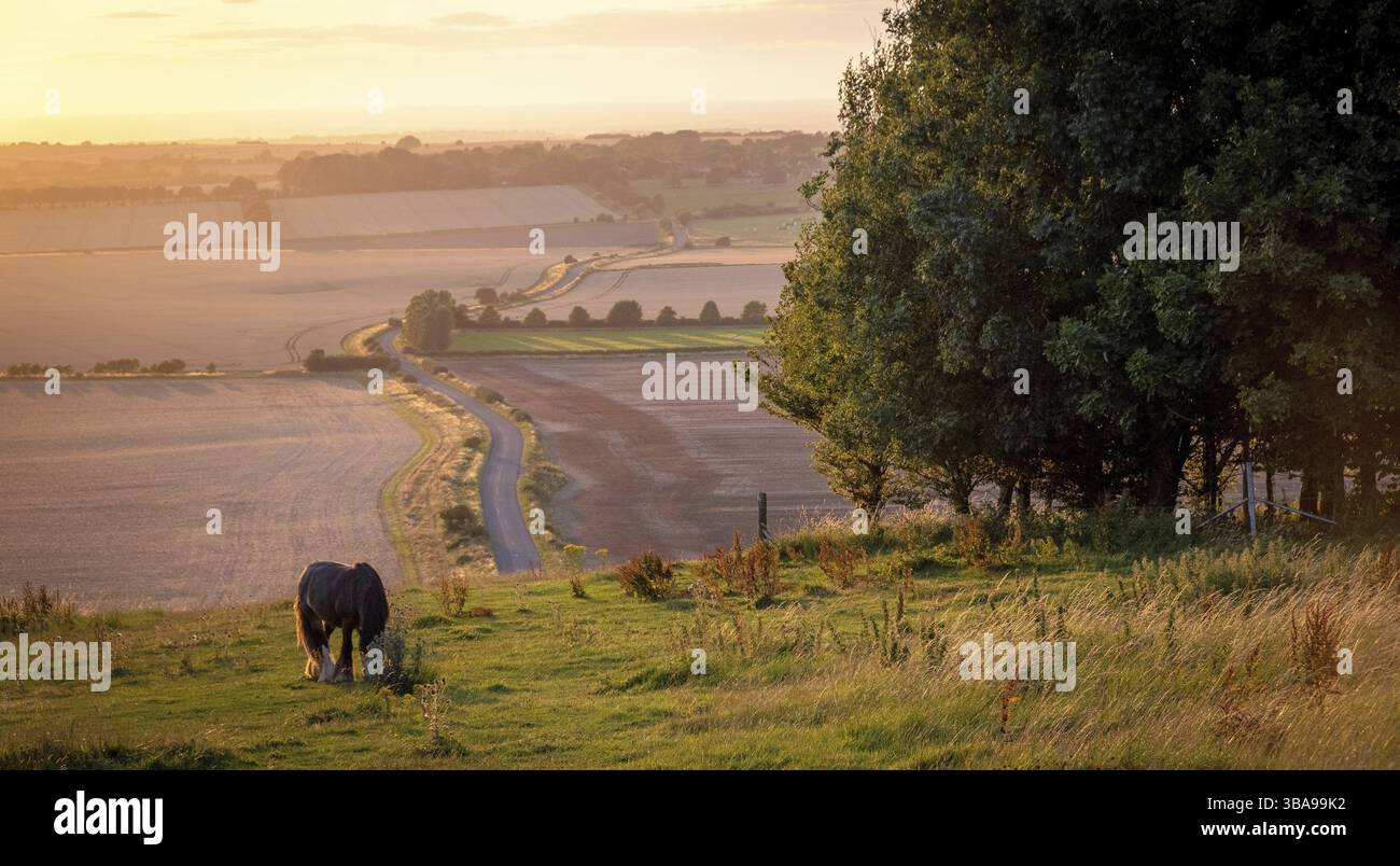 Le pâturage des chevaux dans un paysage rural sous le soleil chaud avec bleu jaune et orange de l'herbe de pâturage et arbres en vue tendue avesbury fra Banque D'Images