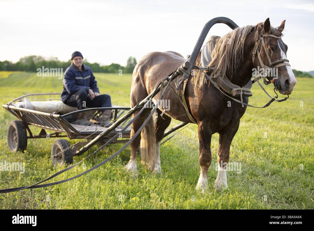 Un cheval avec une charrette est debout dans le champ, et un villageois est assis sur la charrette Banque D'Images