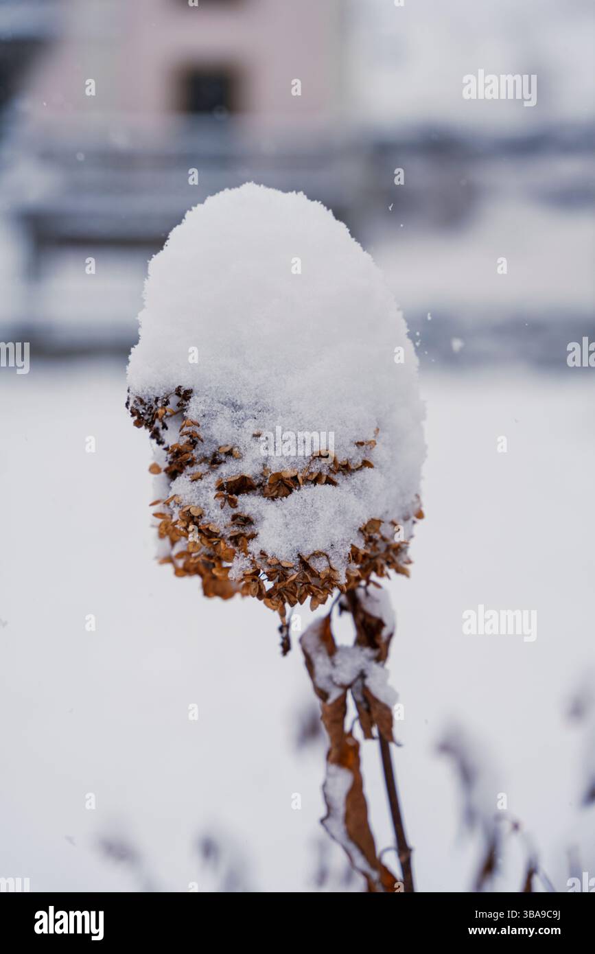 Une seule fleur séchée tient une lourde calotte neigeuse, sa tige courbée sous le poids, gelée en place dans le froid de Peisey. Banque D'Images