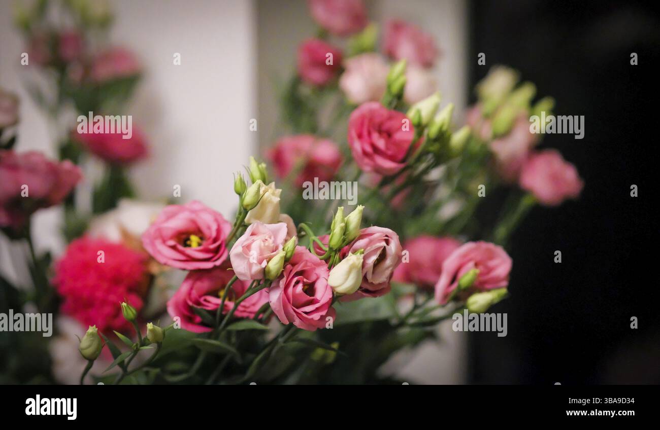 Gros plan sélectif Focus bouquet roses roses à amsterdam Banque D'Images