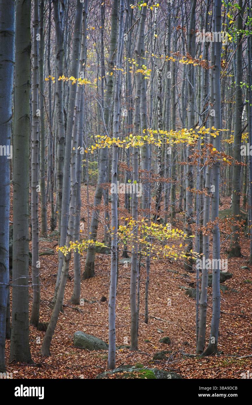 Forêt profonde dans la vallée de Black Stolpich Creek dans les couleurs de l'automne. Région de Liberec, République tchèque, Europe Banque D'Images